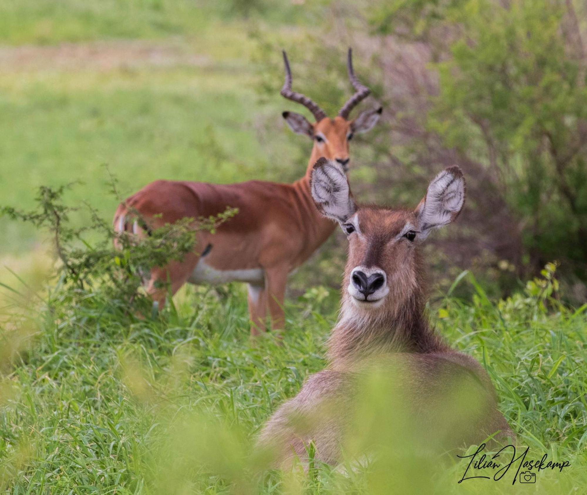 Hasekamp Family Bush Lodge Hoedspruit Esterno foto