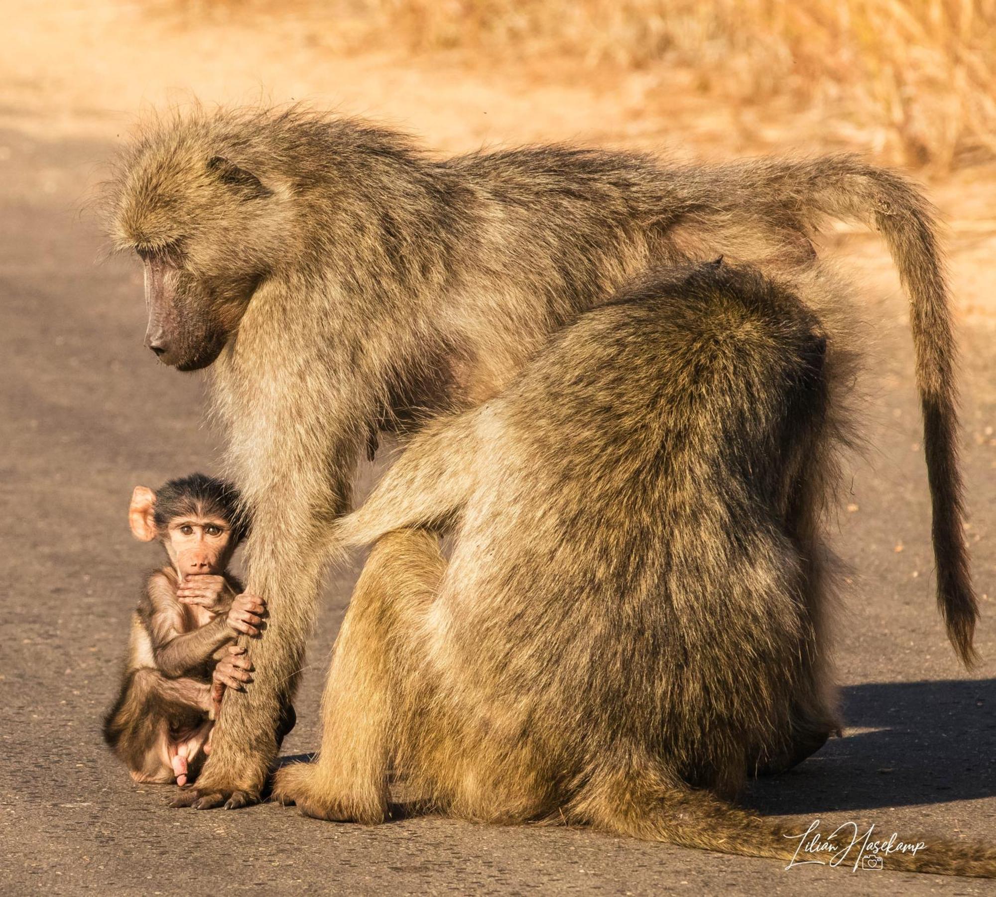 Hasekamp Family Bush Lodge Hoedspruit Esterno foto